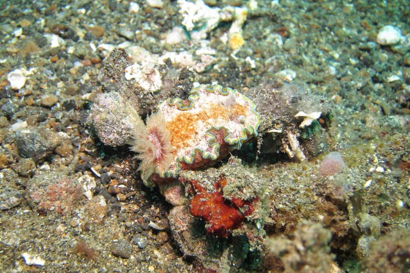 The Girdled Glossodoris - Whats That Fish!