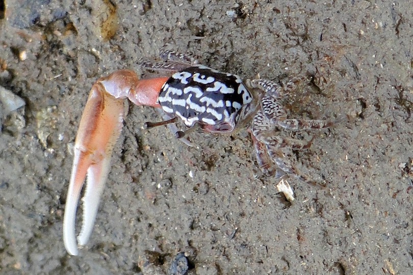 The Porcelain Fiddler Crab - Whats That Fish!