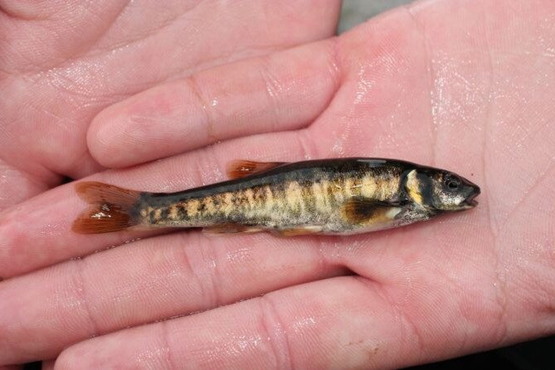 The Eurasian Minnow - Whats That Fish!