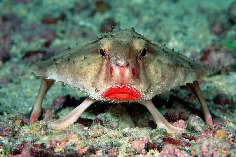 The Red-lipped Batfish - Whats That Fish!