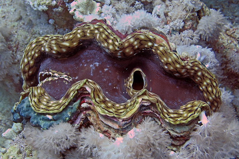 The Fluted Giant Clam - Whats That Fish!