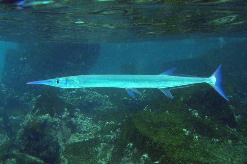 giant needlefish