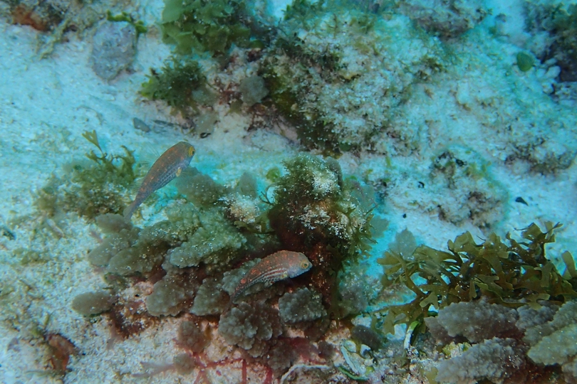 The Greenblotch Parrotfish (Juvenile) - Whats That Fish!