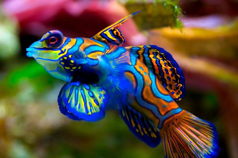 The Mandarinfish - Whats That Fish!