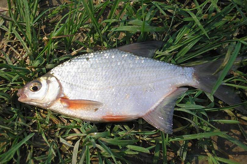 The White Bream - Whats That Fish!