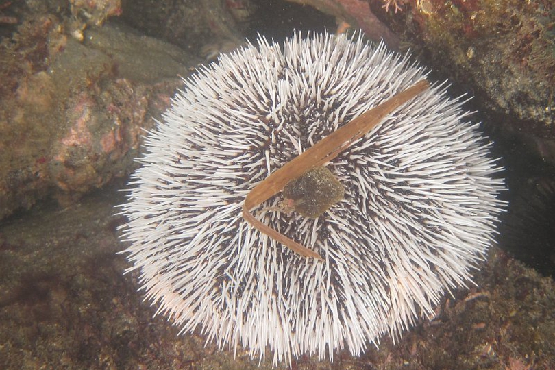 Sea urchin - Wikipedia