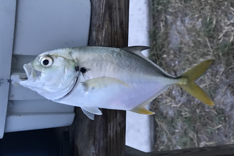 The Crevalle Jack Whats That Fish!