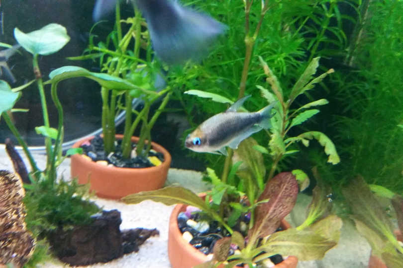 The Emperor Tetra - Whats That Fish!