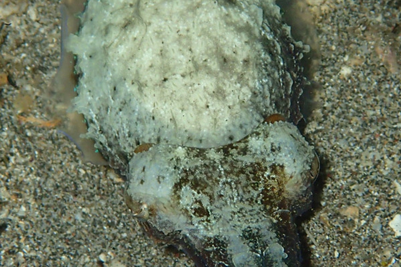 the-dwarf-cuttlefish-whats-that-fish