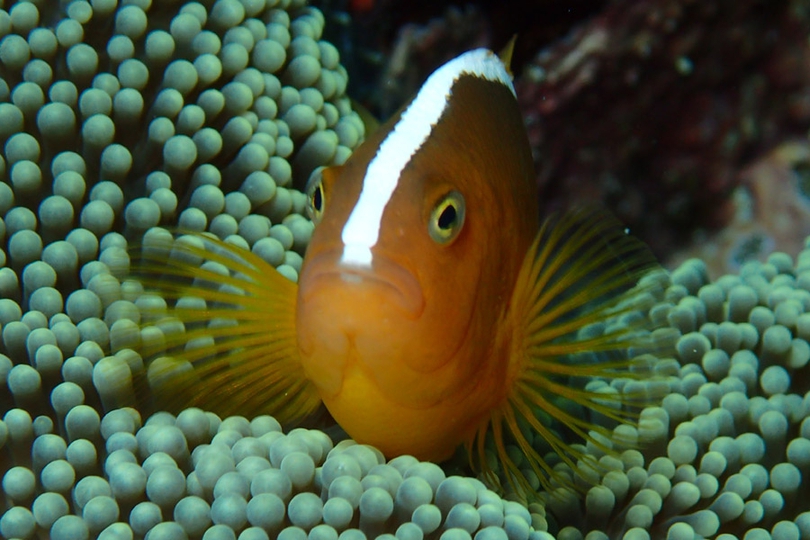 The Skunk Anemonefish Whats That Fish