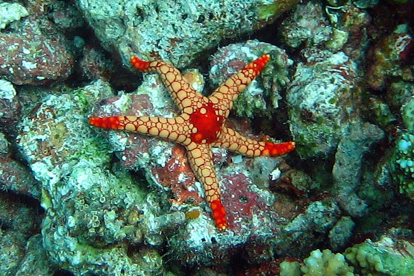 The Necklace Sea Star - Whats That Fish!