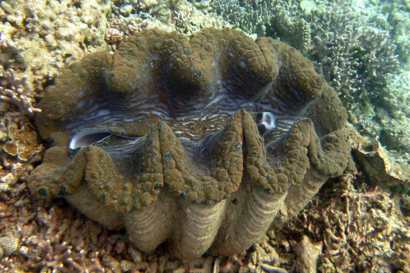 The Giant Giant Clam Whats That Fish!