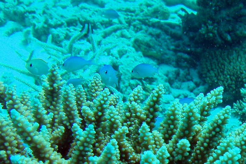 The Blue-green Chromis - Whats That Fish!