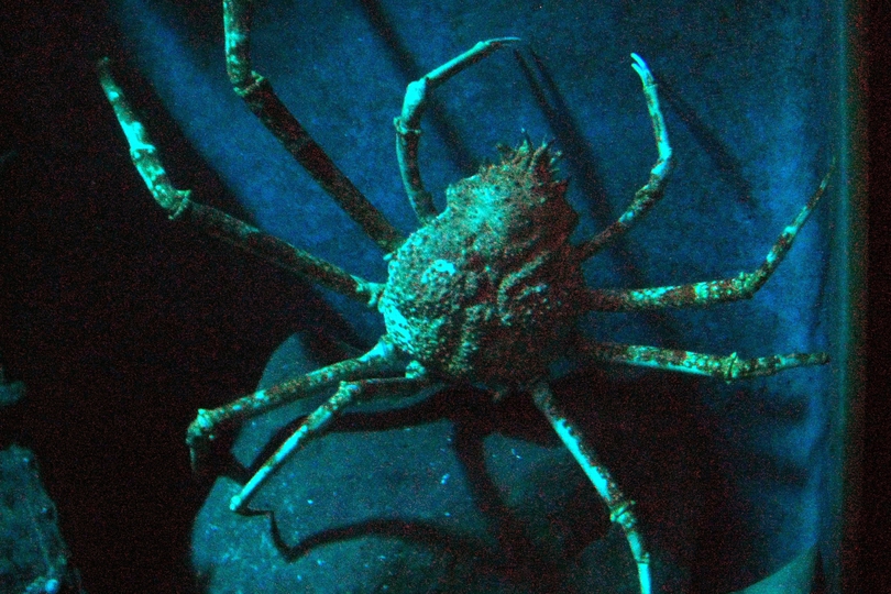 The Japanese Giant Spider Crab Whats That Fish