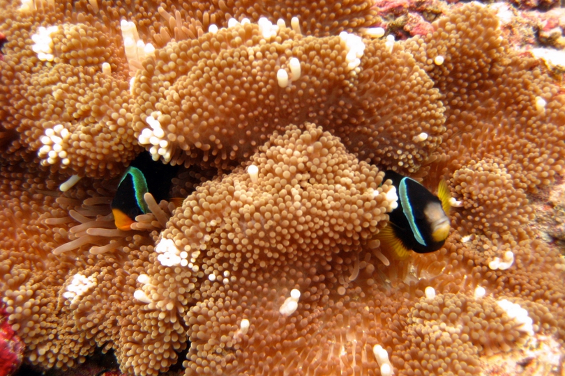 The Corals of Maldives to be indentified - Whats That Fish!