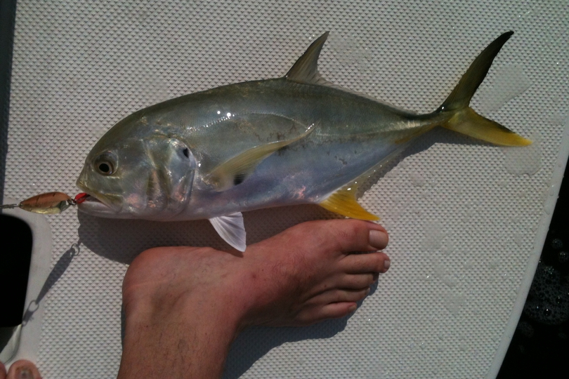 The Crevalle Jack Whats That Fish!