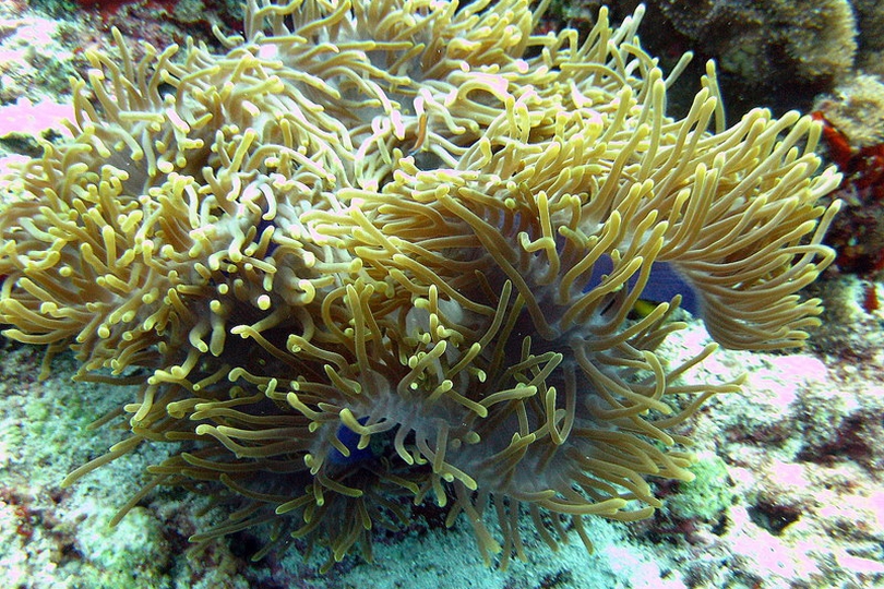 The Magnificent Sea Anemone - Whats That Fish!