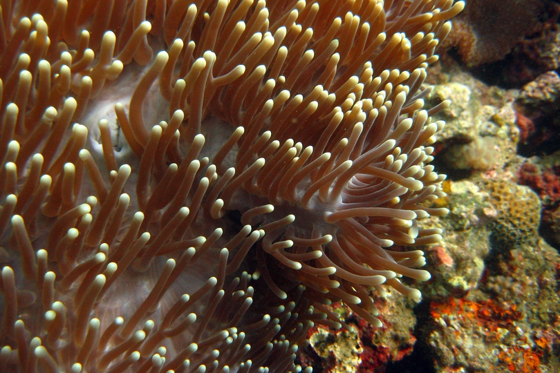 The Magnificent Sea Anemone - Whats That Fish!