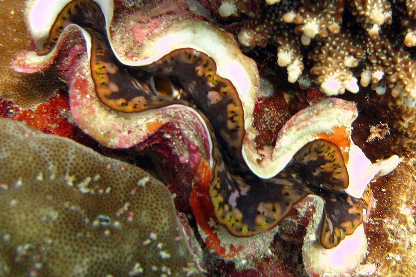 The Crocus Giant Clam - Whats That Fish!