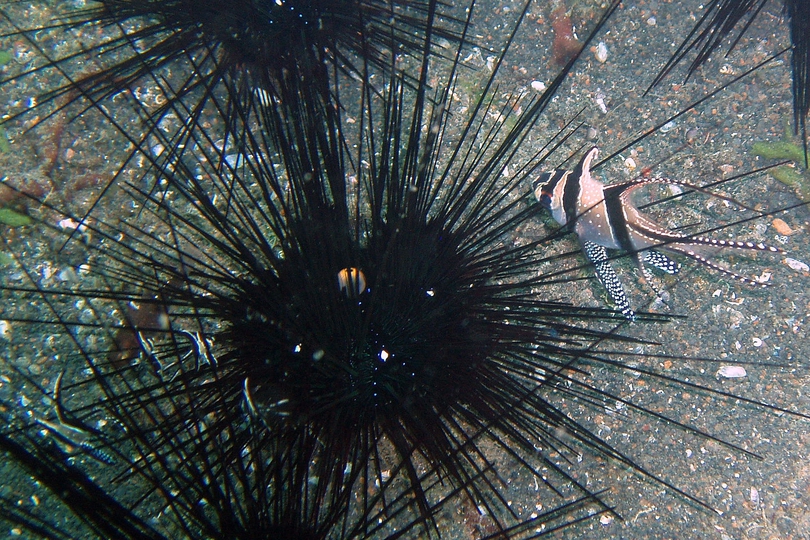 The Spiny Sea Urchin - Whats That Fish!