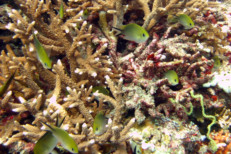 The Ternate Chromis - Whats That Fish!