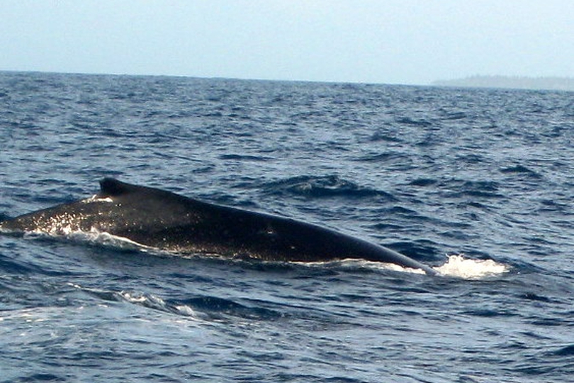 The Humpback Whale - Whats That Fish!