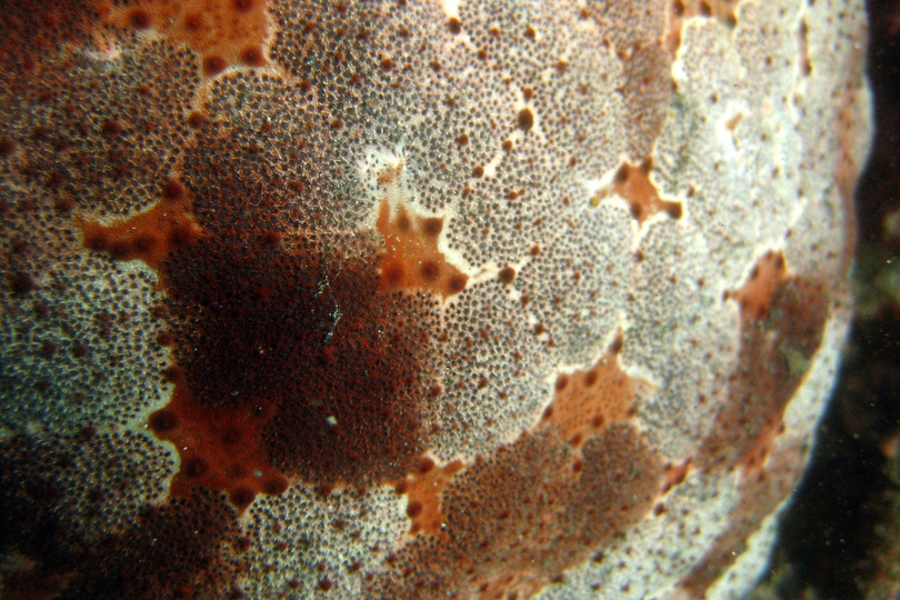 The Cushion Sea Star - Whats That Fish!