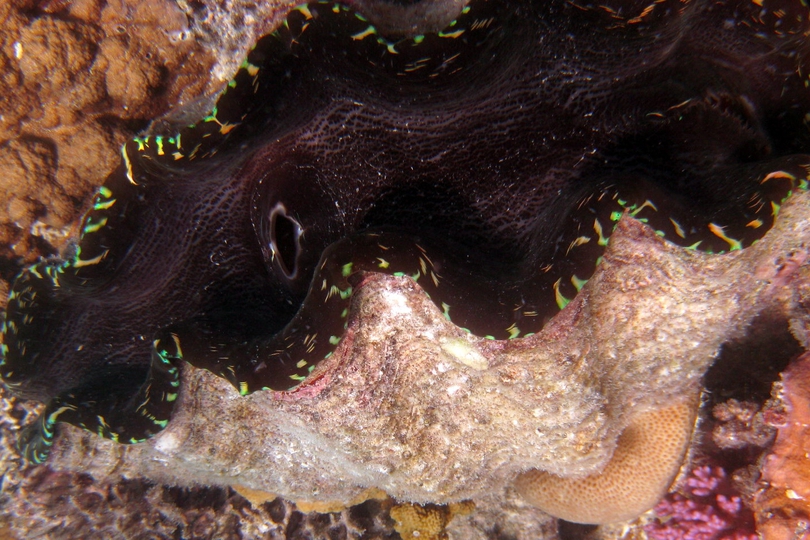 The Necklace Giant Clam - Whats That Fish!
