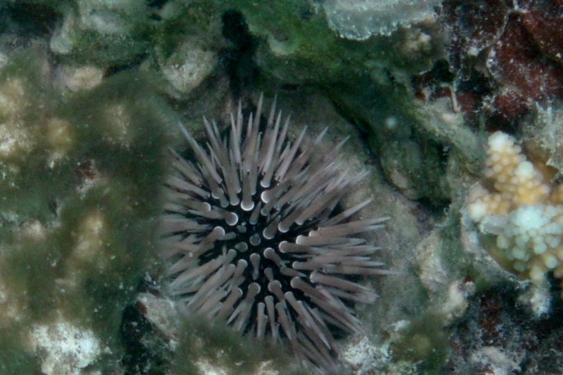 The Rock-boring Urchin - Whats That Fish!