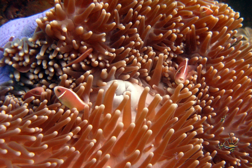 The Pink Anemonefish - Whats That Fish!
