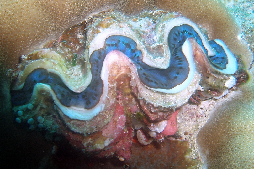 The Large Giant Clam - Whats That Fish!