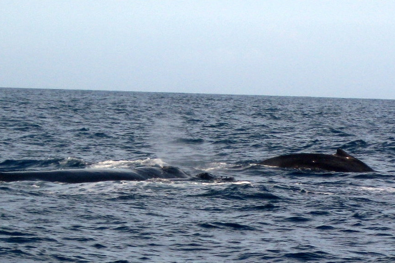The Humpback Whale - Whats That Fish!