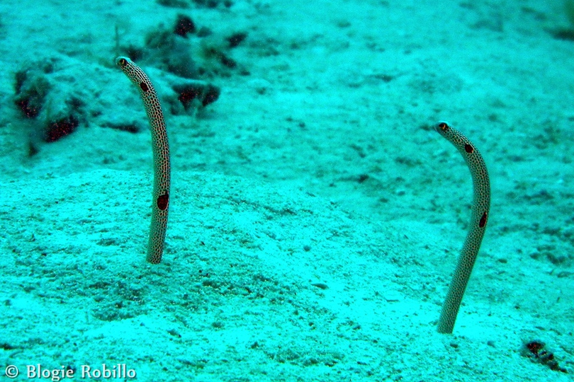 The Spotted Garden Eel - Whats That Fish!