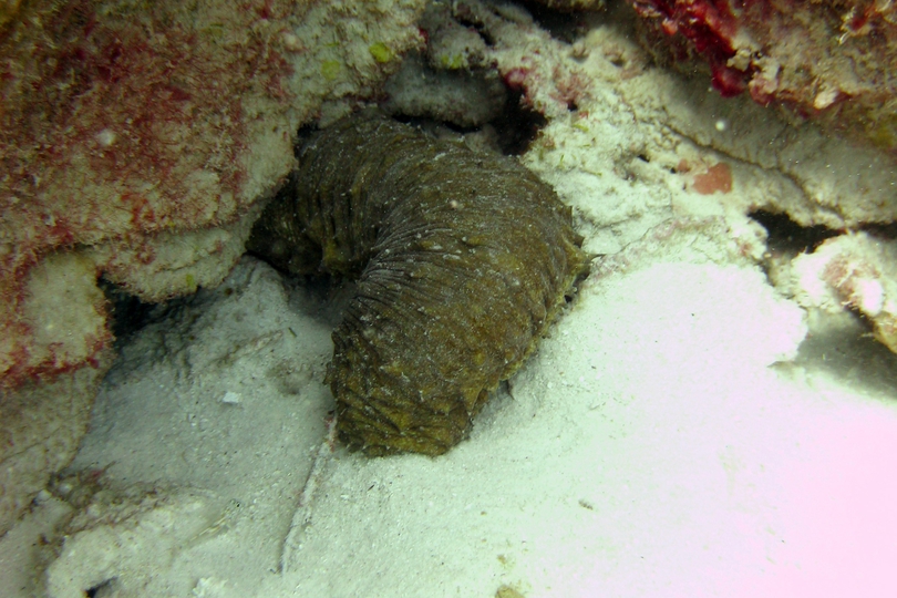 The Donkey Dung Sea Cucumber - Whats That Fish!