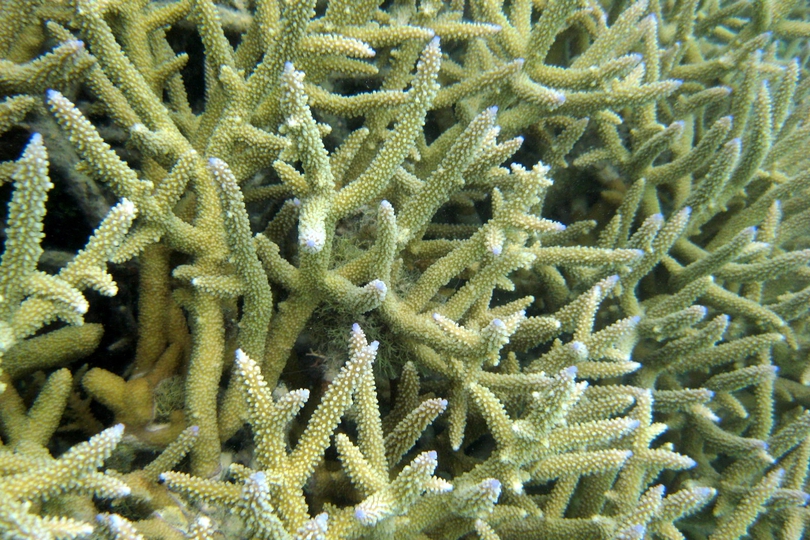 The Corals of Tonga to be indentified - Whats That Fish!