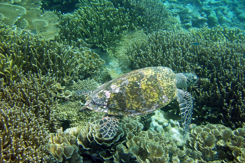 The Hawksbill Turtle - Whats That Fish!