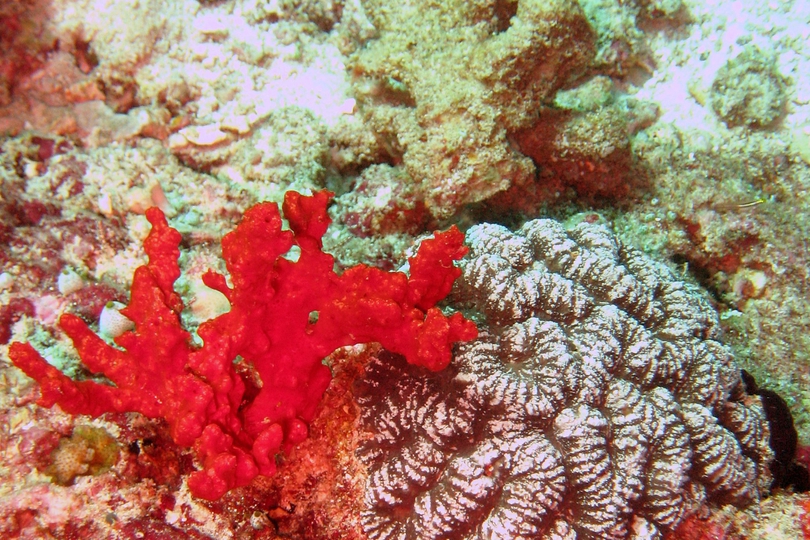 Sea Sponges  Red Rock Apothecary