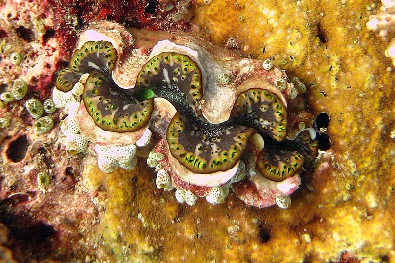 The Crocus Giant Clam - Whats That Fish!