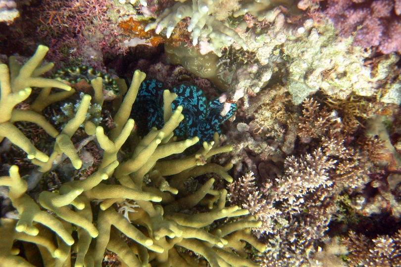 The Crocus Giant Clam - Whats That Fish!