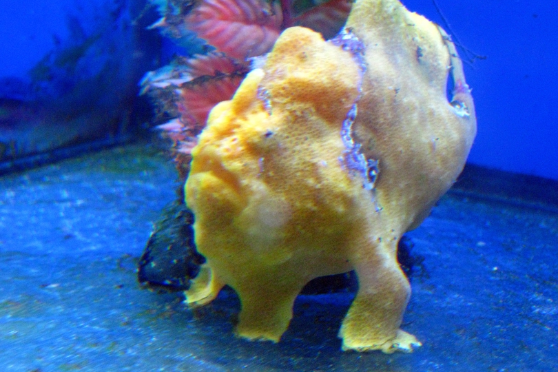 The Painted Frogfish - Whats That Fish!