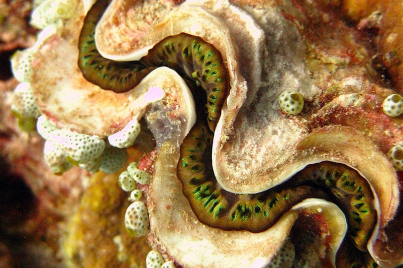 The Crocus Giant Clam - Whats That Fish!