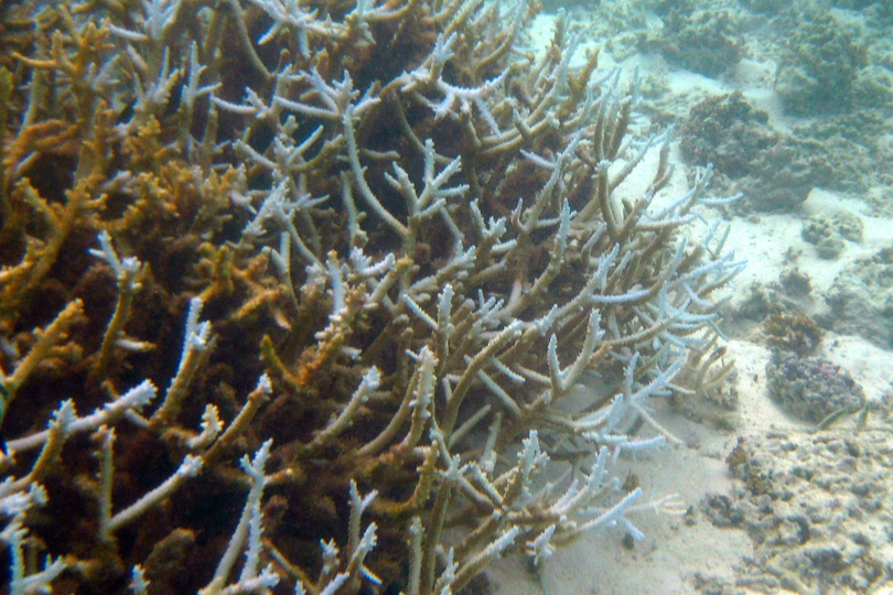 The Corals of Maldives to be indentified - Whats That Fish!
