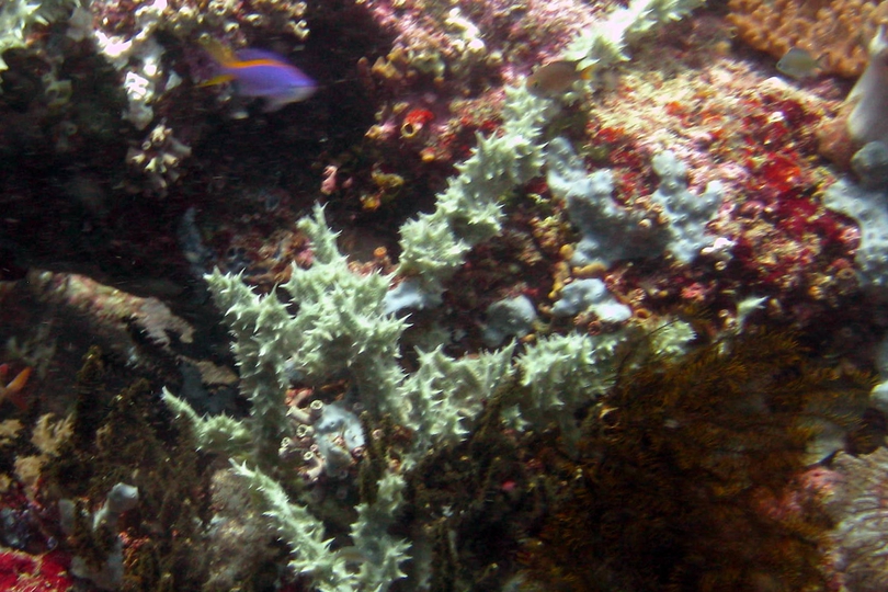 The Corals of Papua New Guinea to be identified - Whats That Fish!