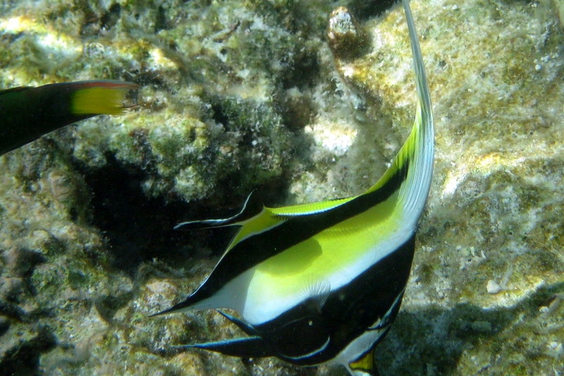 The Moorish Idol - Whats That Fish!