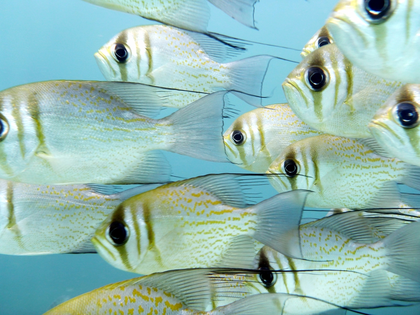 Перл рыбы октябрь 2023. Silver pearlfish рыба.