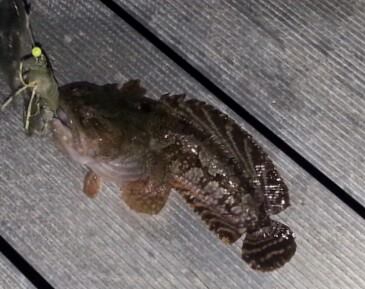whowhat image of the Gulf Toadfish - Whats That Fish!