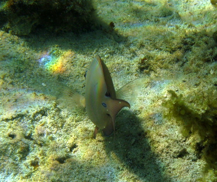 greatwhite image of the Brown Surgeonfish - Whats That Fish!